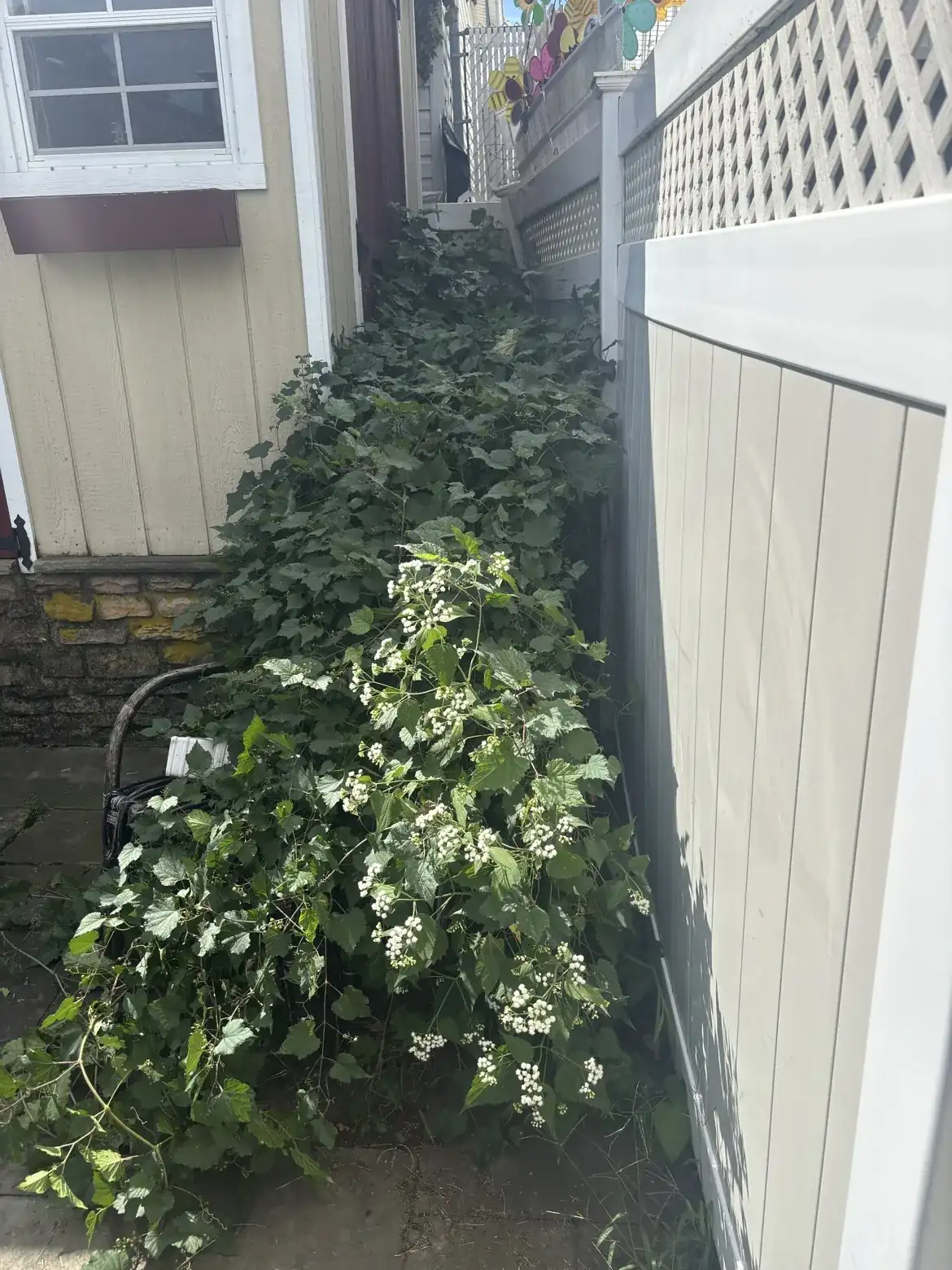 Overgrown vines and weeds along a fence before cleanup by World Class Landscaping