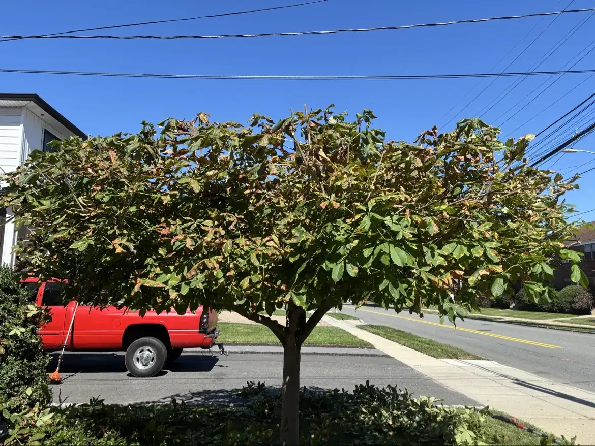 Tree after professional pruning, side view