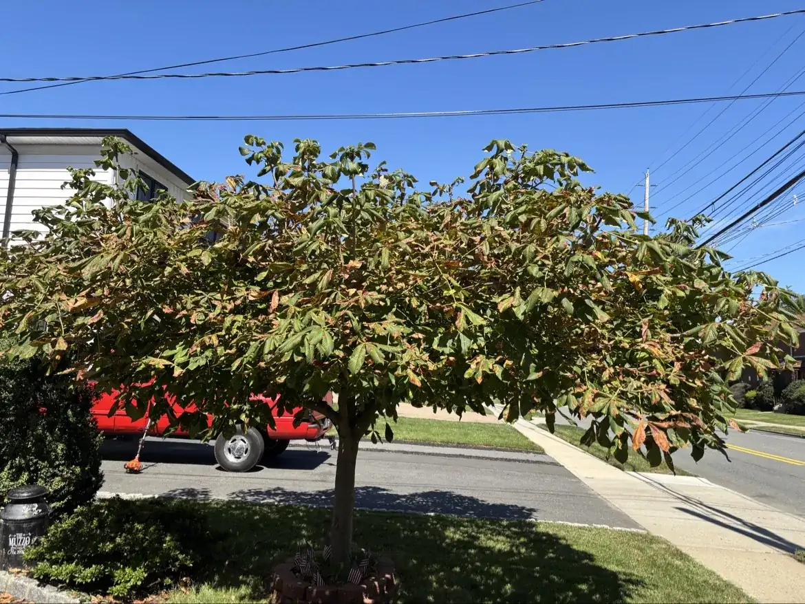 Tree after professional pruning, street view